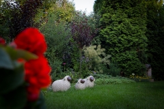 Spiegelborder: 'de schapen'